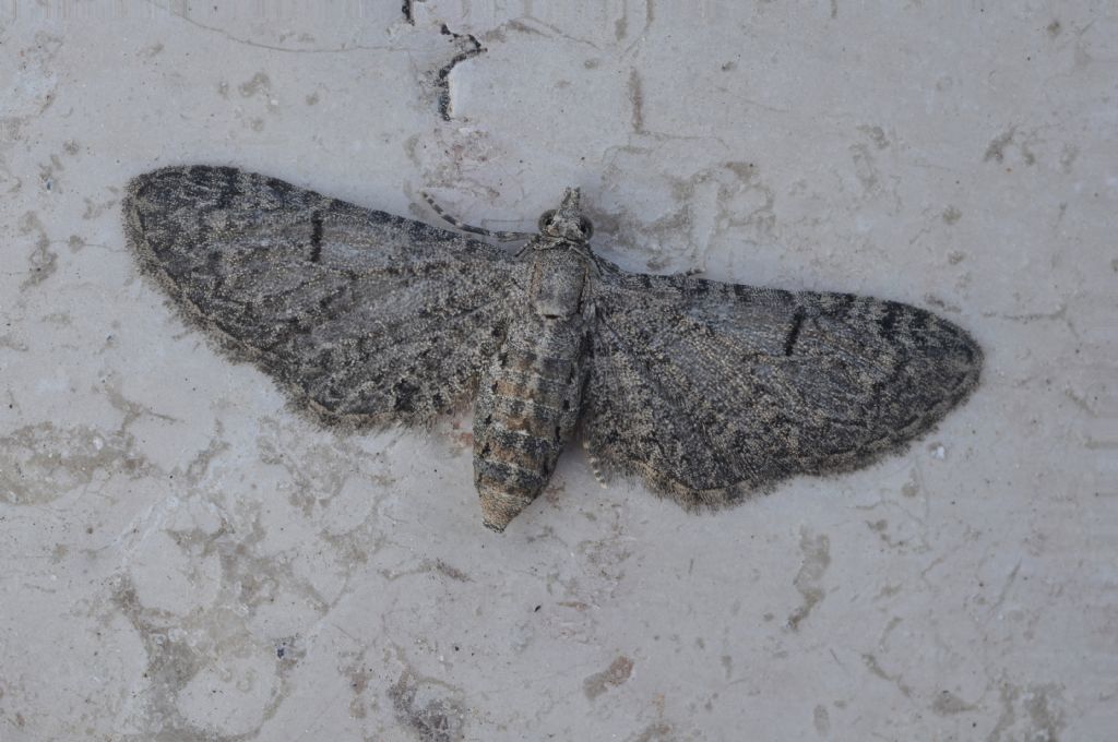 Geometridae da id - Eupithecia cfr. ultimaria